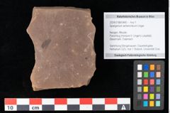 Foto (Objekt + Etikett) von Sparganium acheronticum Unger (NHMW-GEO-2024-0188-0440)